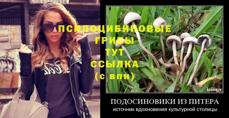 Галлюциногенные грибы Psilocybe  Иркутск 